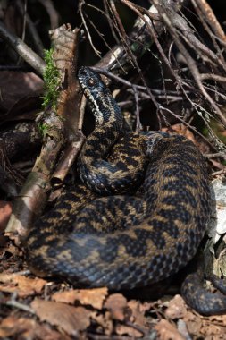Engerek (Vipera Berus)