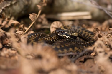 Engerek (Vipera Berus)