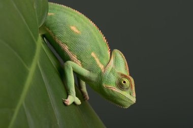 örtülü bukalemun (bayağı calyptratus)