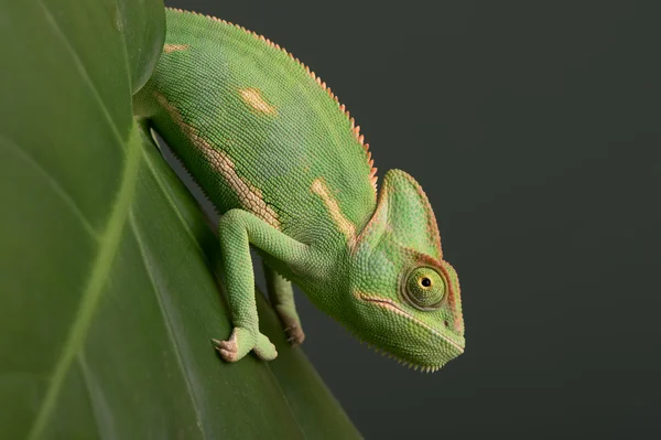 Завуалированный хамелеон (Chamaeleo calyptratus ) — стоковое фото