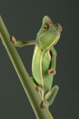 örtülü bukalemun (bayağı calyptratus)