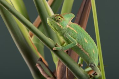 örtülü bukalemun (bayağı calyptratus)
