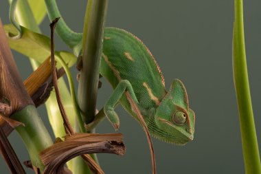 örtülü bukalemun (bayağı calyptratus)