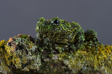 Vietnamca Yosunlu Kurbağa (Theloderma corticale)