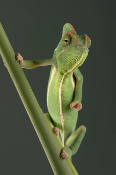 덮인된 카멜레온 (chamaeleo calyptratus) — 스톡 사진