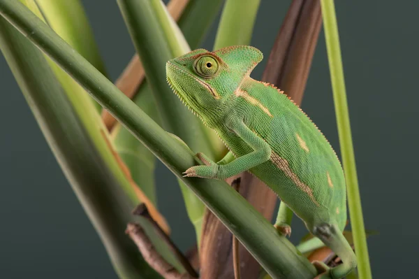 Camaleonte velato (Chamaeleo calyptratus ) — Foto Stock