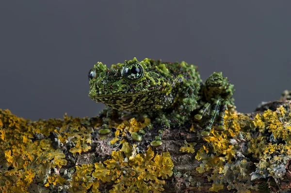 Vietnamese Mossy Frog (Theloderma Corticale) — Stock Photo, Image