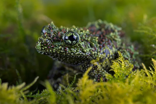 ベトナム苔カエル (Theloderma corticale) — ストック写真