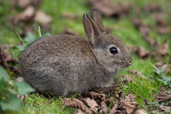 Conejo común silvestre (Oryctolagus Cuniculus ) — Foto de Stock