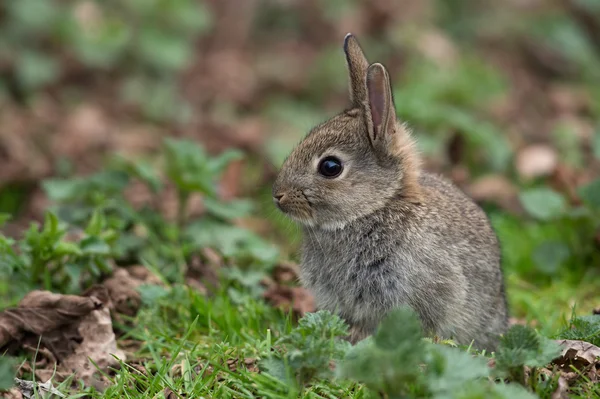 Conejo común silvestre (Oryctolagus Cuniculus ) — Foto de Stock