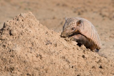 Altı şeritli Armadillo (Euphractus Sexcinctus)