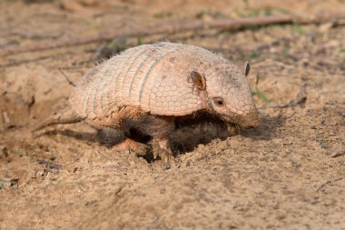 Altı şeritli Armadillo (Euphractus Sexcinctus)