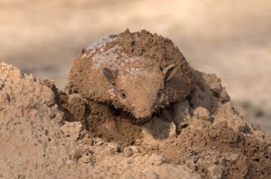 Altı şeritli Armadillo (Euphractus Sexcinctus)