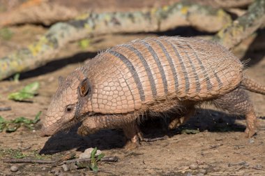Altı şeritli Armadillo (Euphractus Sexcinctus)