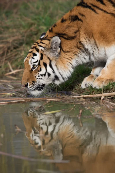 Sibirischer Tiger (PANTHERA TIGRIS ALTAIKA)) — Stockfoto