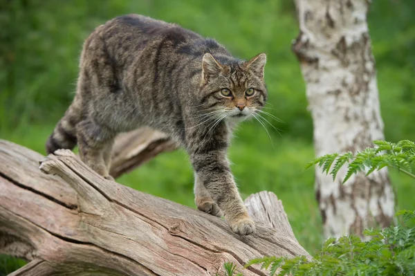 Skotska vildkatt (felis silvestris grampia) — Stockfoto