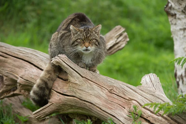 Gato selvagem escocês (felis silvestris grampia ) — Fotografia de Stock