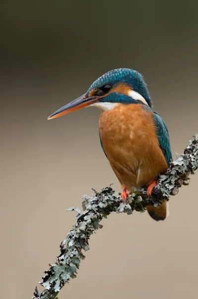 Kingfisher (alcedo at this ) — стоковое фото