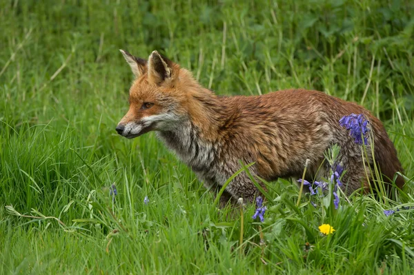 Vörös róka (Vulpes vulpes)) — Stock Fotó