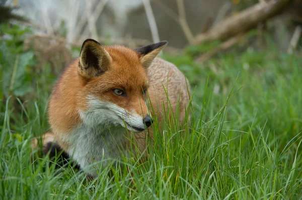 Rode vos (Vulpes vulpes)) — Stockfoto