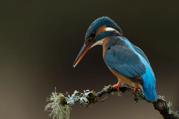 Guarda-rios (alcedo atthis) — Fotografia de Stock