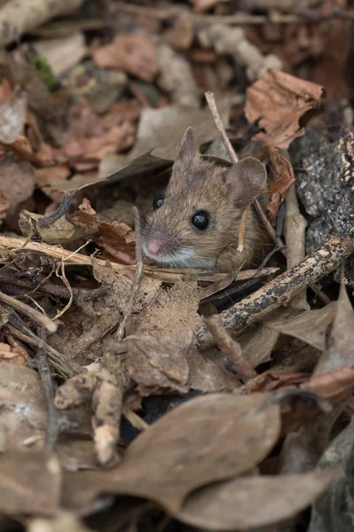 Rato de madeira (Apodemus sylvaticus) — Fotografia de Stock