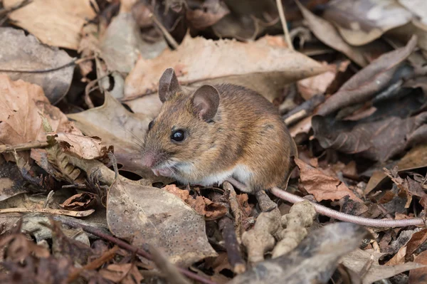 Souris des bois (Apodemus sylvaticus) — Photo