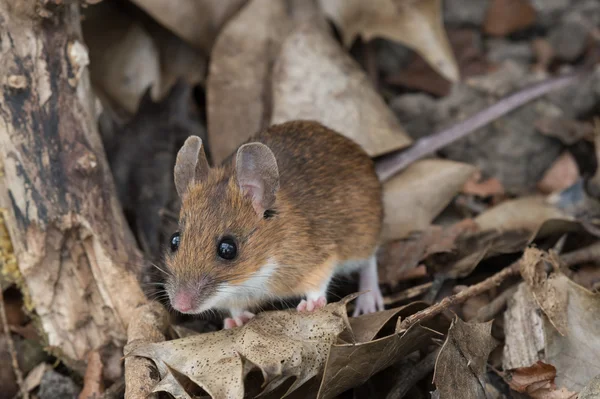 Souris à cou jaune (Apodemus Flavicollis) ) — Photo