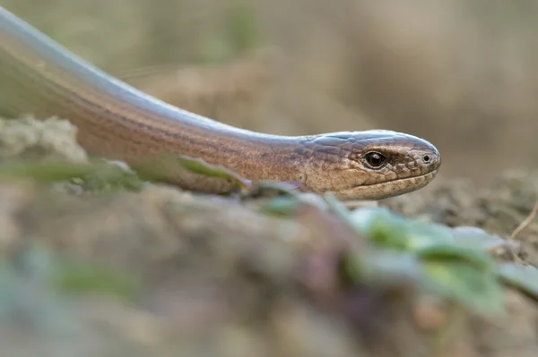 Långsam mask (Anguis fragilis)) — Stockfoto