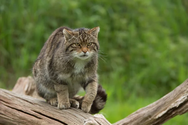 Schotse wilde kat (felis silvestris grampia) — Stockfoto