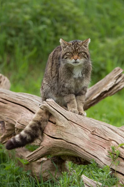 Gatto selvatico scozzese (felis silvestris grampia ) — Foto Stock