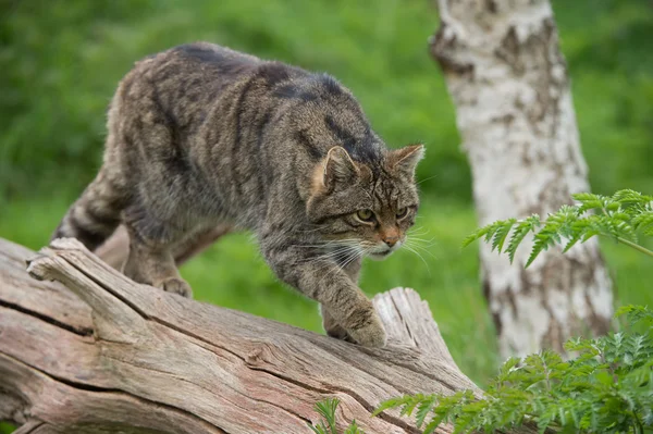 Skotský kočka divoká (felis silvestris grampia) — Stock fotografie