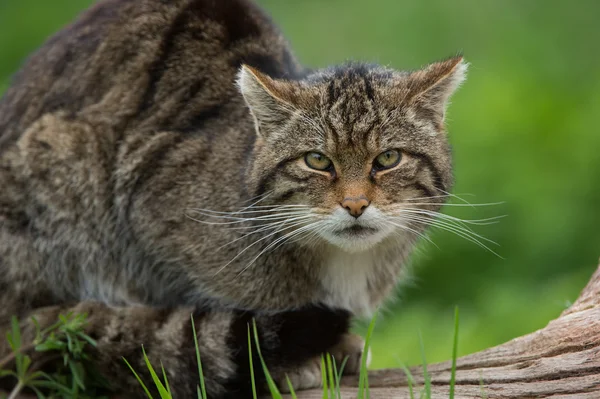 Gatto selvatico scozzese (felis silvestris grampia ) — Foto Stock