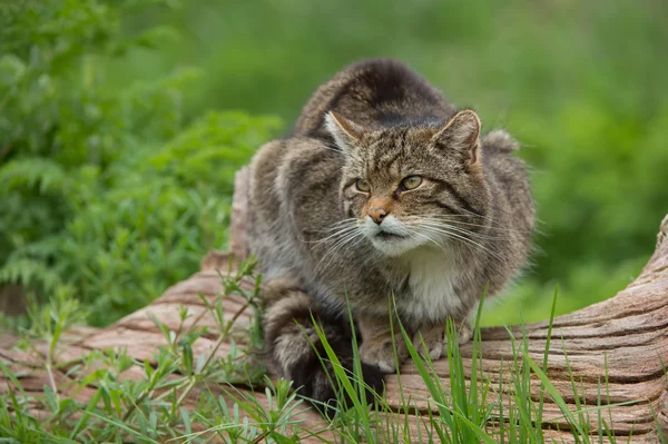 Gato selvagem escocês (felis silvestris grampia ) — Fotografia de Stock