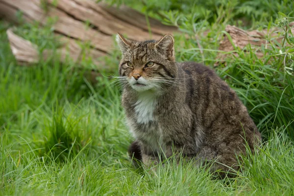 Gato salvaje escocés (felis silvestris grampia ) — Foto de Stock