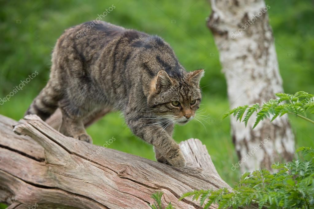 Scottish Wildcat (Felis Silvestris Grampia) Stock Photo by