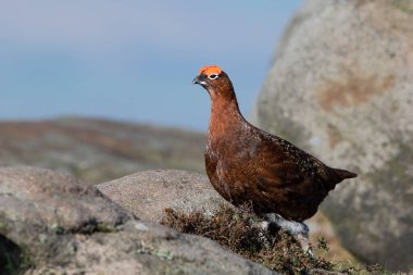 Red Grouse (Lagopus lagopus scotica) Tepe Bölgesi fundalığında