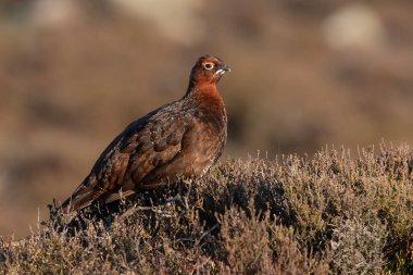 Red Grouse (Lagopus lagopus scotica) Tepe Bölgesi fundalığında