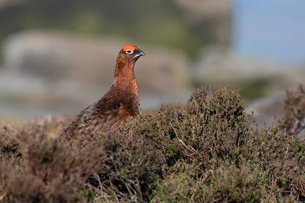 Red Grouse Lagopus Lagopus Scotica Páramo Brezo Del Distrito Peak —  Fotos de Stock