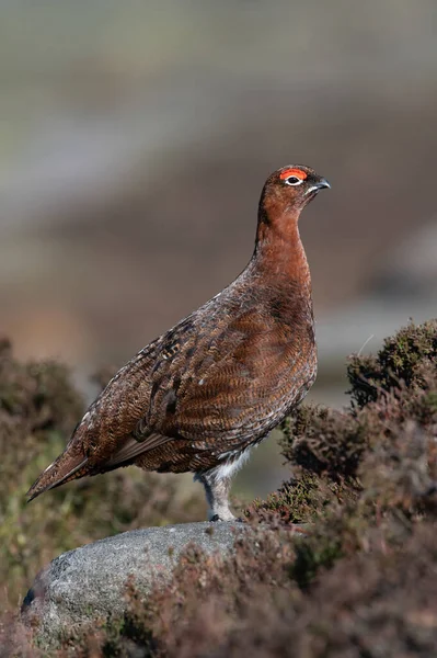 Red Grouse Lagopus Lagopus Scotica Heather Moorland Peak District — Stock Photo, Image