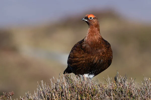 Red Grouse Lagopus Lagopus Scotica Tepe Bölgesi Fundalığında — Stok fotoğraf