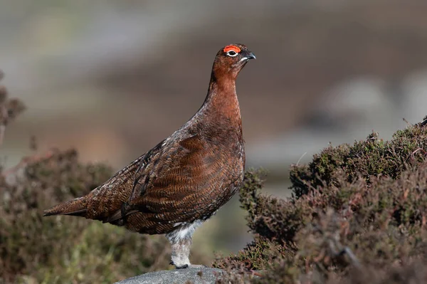 Red Grouse Lagopus Lagopus Scotica Páramo Brezo Del Distrito Peak —  Fotos de Stock