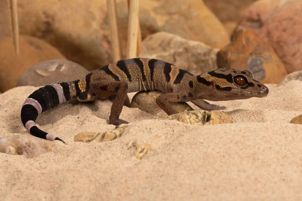 Chiński Tiger Gecko Goniurosaurus Araneus Skalistej Pustynnej Scenie — Zdjęcie stockowe