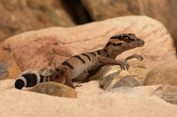 Tigre Chinês Gecko Goniurosaurus Araneus Cena Rochosa Deserto — Fotografia de Stock