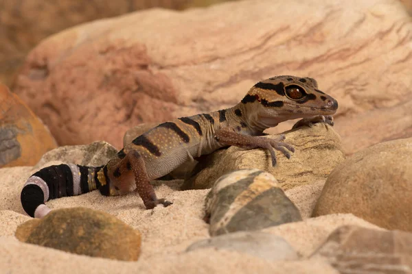 Tigre Chinês Gecko Goniurosaurus Araneus Cena Rochosa Deserto — Fotografia de Stock