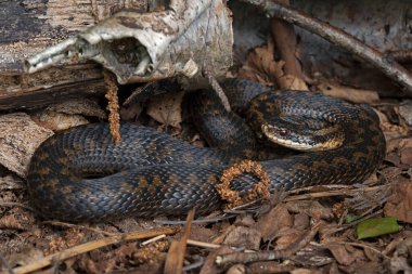 Avrupa Engerek Yılanı (Vipera berus) kış uykusundan yeni çıktıktan sonra güneşleniyor