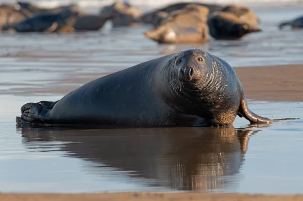 Gråsälen Halichoerus Grypus Vid Kusten — Stockfoto