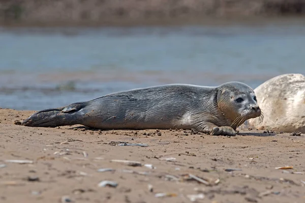 Phoque Commun Phoca Vitulina Sur Côte Norfolk — Photo