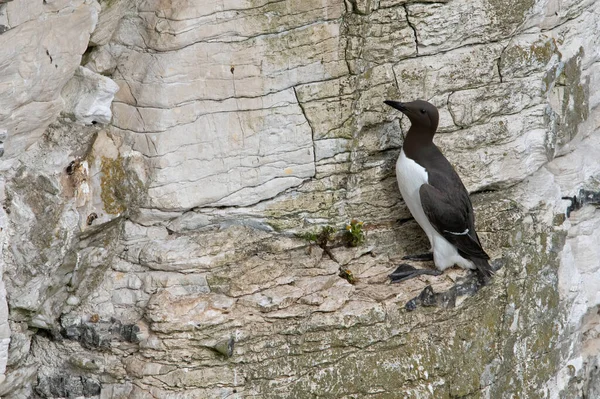 Guillemot (Uria Aalge) Bempton 'un tebeşir kayalıklarında
