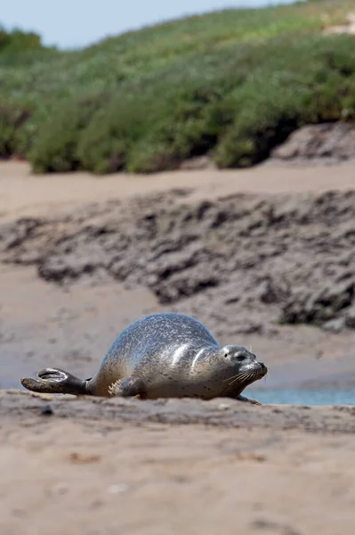 Phoque Commun Phoca Vitulina Sur Côte Norfolk — Photo